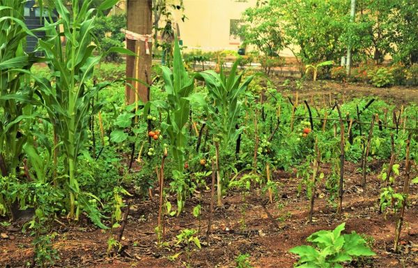 Iim indore's organic garden - tomatoes